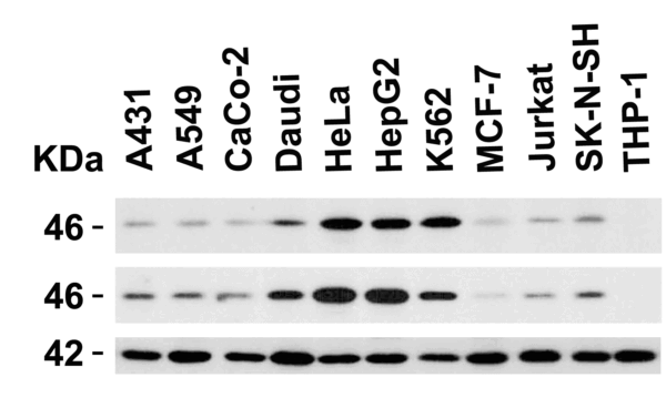 Western blot rabbit anti caspase 9 i120 polyclonal antibody 4094