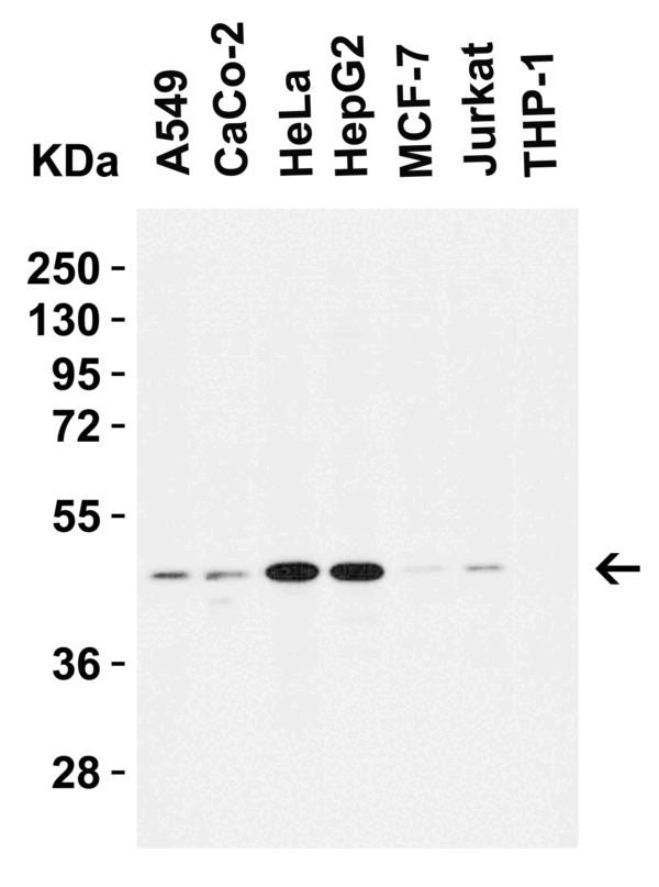 Western blot rabbit anti caspase 9 i120 polyclonal antibody 4094