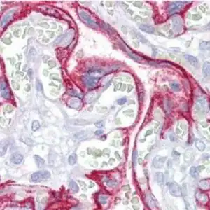 IHC mouse anti cd46 membrane cofactor protein monoclonal antibody 3f1 7171