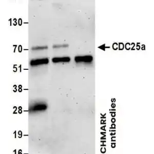 Western blot rabbit anti cdc25a polyclonal antibody 8227