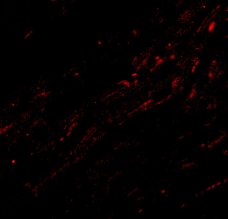 benchmark-antibodies_anti-cide-a_ct_antibody_5987_3.jpg