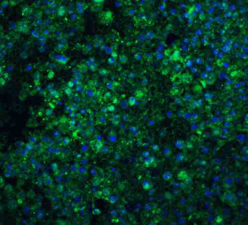 benchmark-antibodies_anti-cide-a_ct_antibody_5987_5.gif
