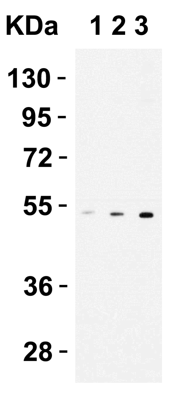 Western blot rabbit anti cx3cr1 nt polyclonal antibody 1398