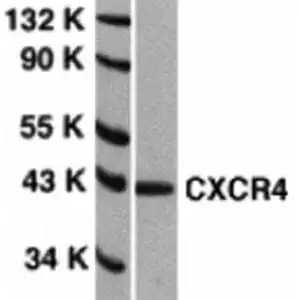 Western blot rabbit anti cxcr4 el polyclonal antibody 2455