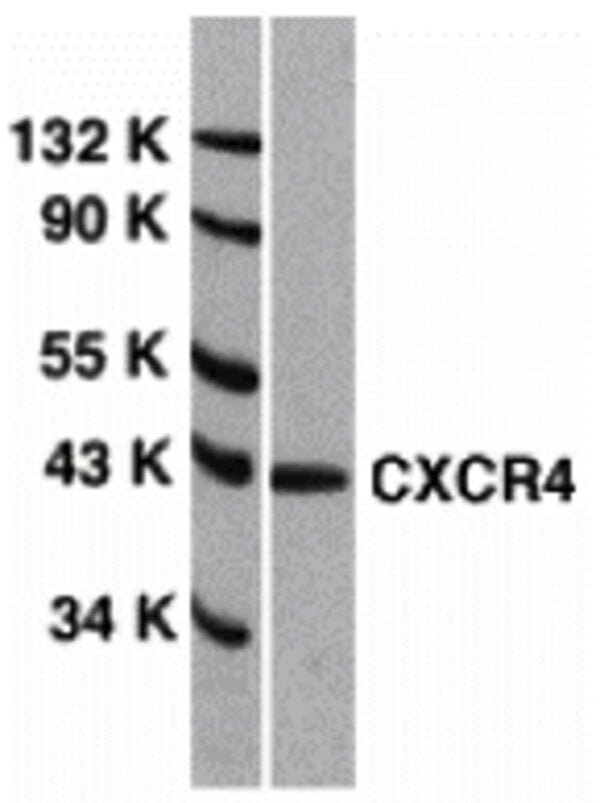 Western blot rabbit anti cxcr4 el polyclonal antibody 2455