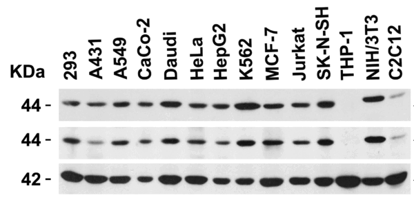 Western blot rabbit anti cxcr4 el polyclonal antibody 2455