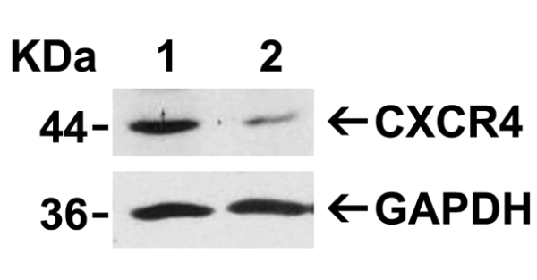 Western blot rabbit anti cxcr4 el polyclonal antibody 2455