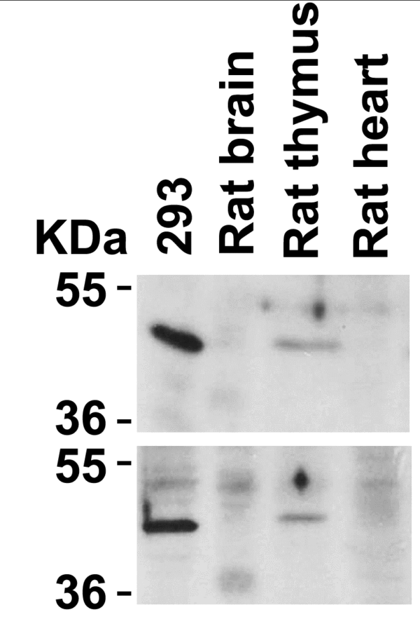 Western blot rabbit anti cxcr4 el polyclonal antibody 2455