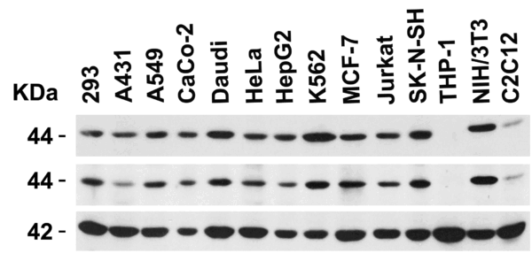 Western blot rabbit anti hiv co receptor cxcr4 nt polyclonal antibody 6344