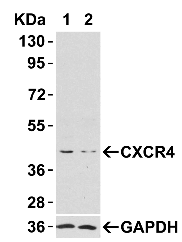 Western blot rabbit anti hiv co receptor cxcr4 nt polyclonal antibody 6344