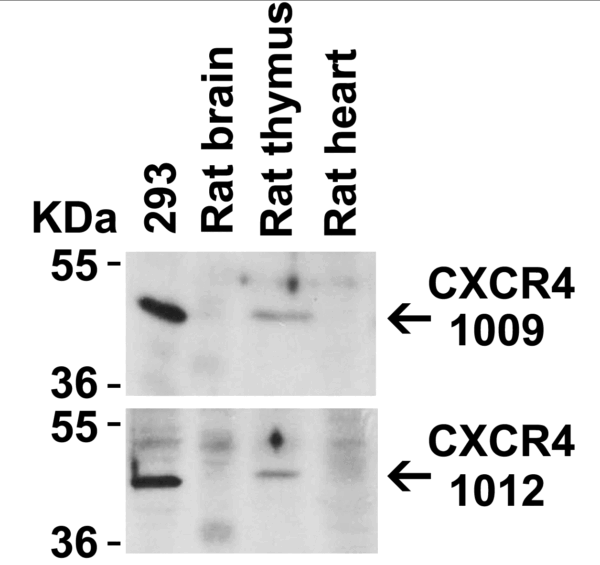 Western blot rabbit anti hiv co receptor cxcr4 nt polyclonal antibody 6344