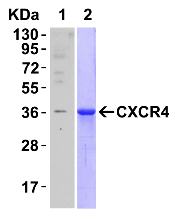 Western blot rabbit anti hiv co receptor cxcr4 nt polyclonal antibody 6344