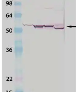 Western blot rabbit anti cytochrome p450 polyclonal antibody 4747
