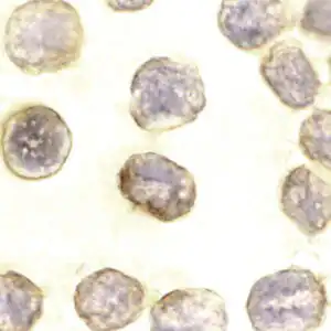 rabbit anti-Daxx (CT) polyclonal antibody 8072
