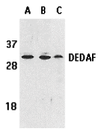 benchmark-antibodies_anti-dedaf_antibody_3011_1.jpg