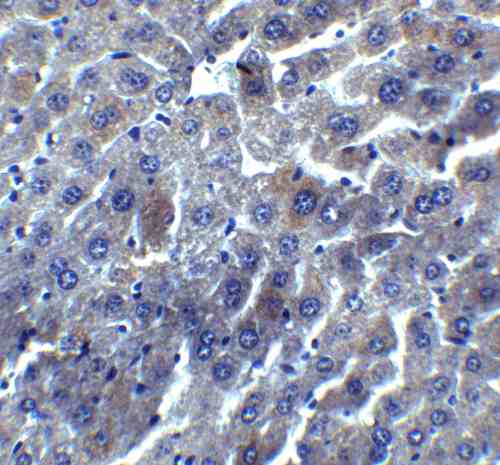 benchmark-antibodies_anti-dedaf_antibody_3011_2.gif