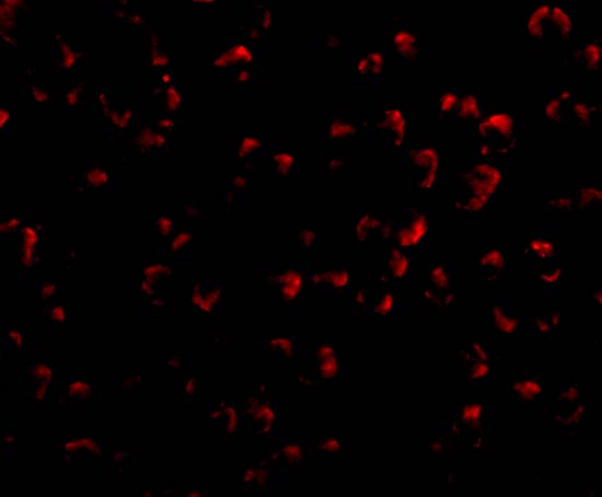 benchmark-antibodies_anti-dedaf_antibody_3011_3.jpg