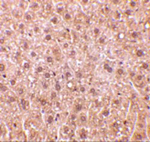 benchmark-antibodies_anti-dedaf_antibody_3011_4.jpg