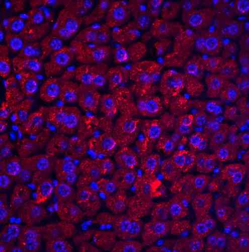 benchmark-antibodies_anti-dedaf_antibody_3011_5.gif