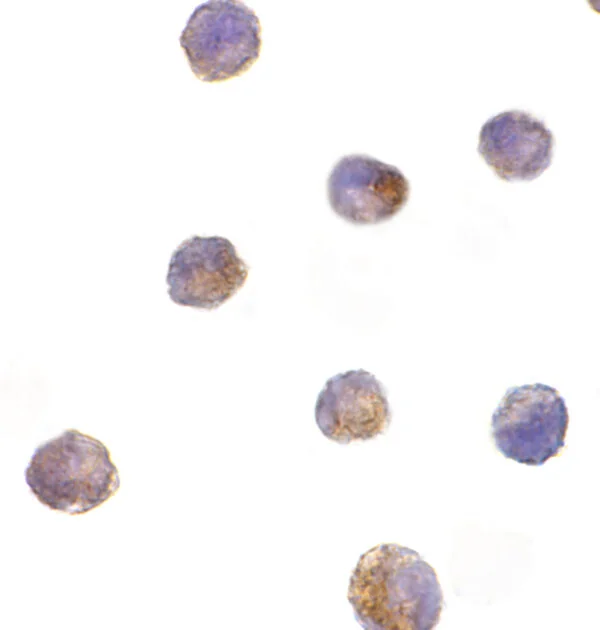 ICC/IF rabbit anti dff40 in polyclonal antibody 8407