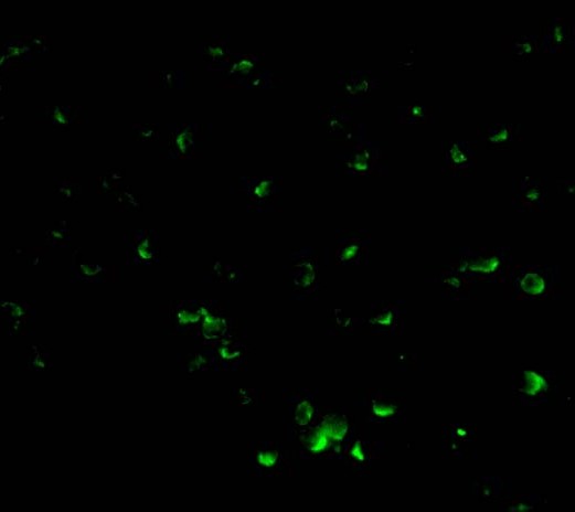 benchmark-antibodies_anti-dff40-cad_nt_antibody_6548_3.jpg