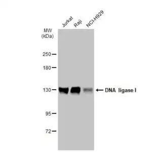 Western blot mouse anti dna ligase i monoclonal antibody 10h5 2446