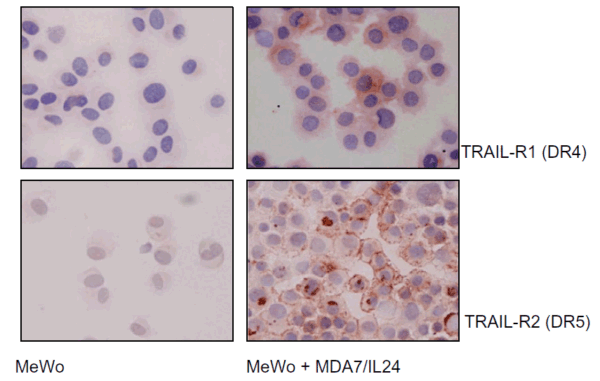 ICC/IF rabbit anti dr4 ct polyclonal antibody 2921