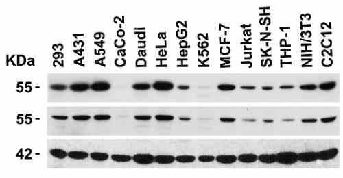 benchmark-antibodies_anti-dr4_nt_antibody_6001_2.gif