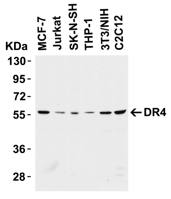 Western blot rabbit anti dr4 nt polyclonal antibody 6001