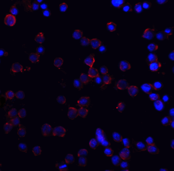 ICC/IF rabbit anti dr4 nt polyclonal antibody 6001