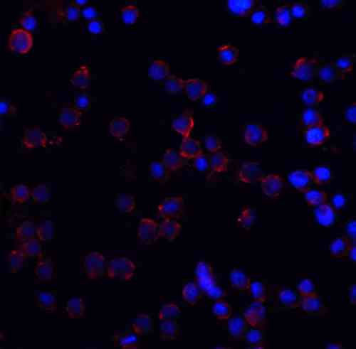 benchmark-antibodies_anti-dr4_nt_antibody_6001_4.gif