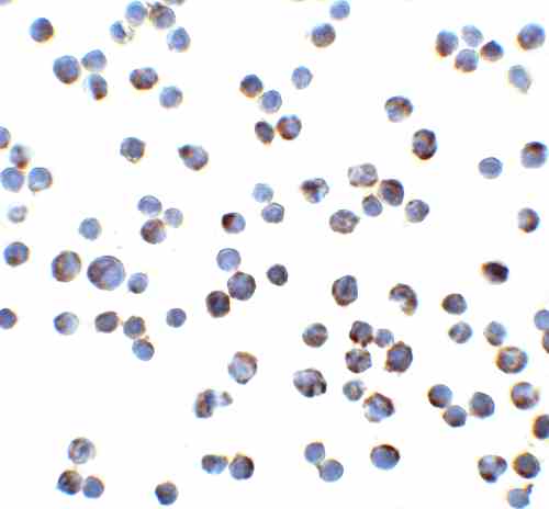 benchmark-antibodies_anti-dr4_nt_antibody_6001_5.gif