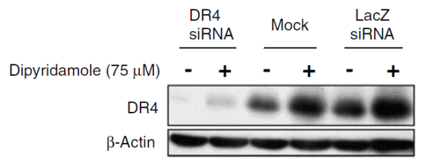 Western blot rabbit anti dr4 nt polyclonal antibody 6001