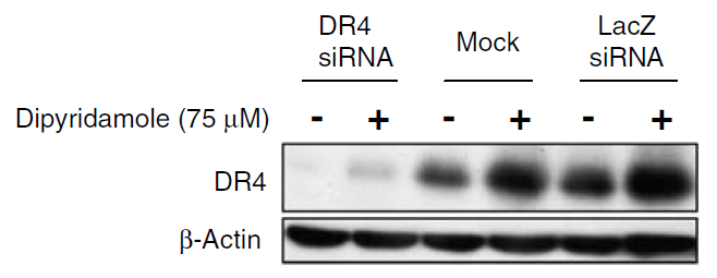 benchmark-antibodies_anti-dr4_nt_antibody_6001_6.gif