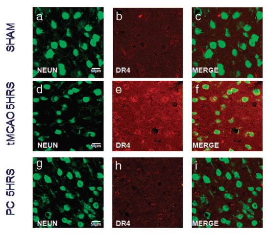 benchmark-antibodies_anti-dr4_nt_antibody_6001_7.gif