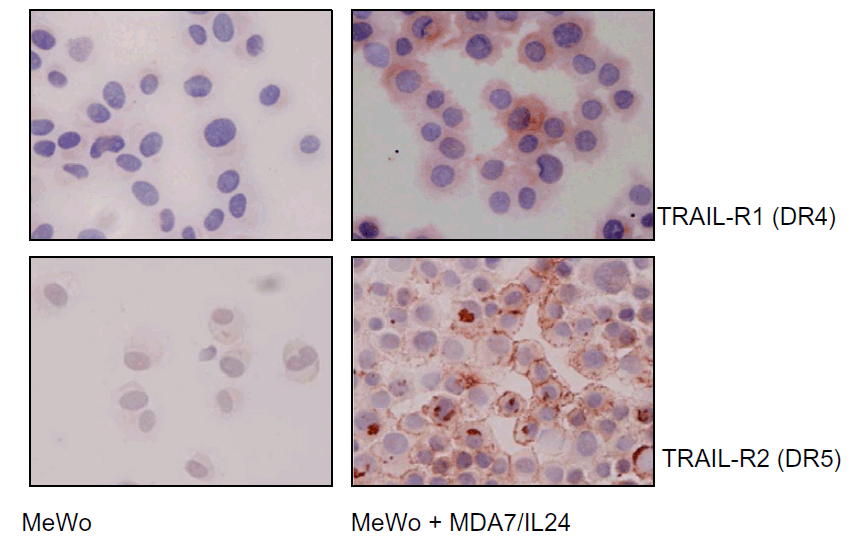 benchmark-antibodies_anti-dr4_nt_antibody_6001_8.gif
