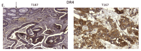 IHC rabbit anti dr4 nt polyclonal antibody 6001