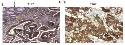 benchmark-antibodies_anti-dr4_nt_antibody_6001_9.gif