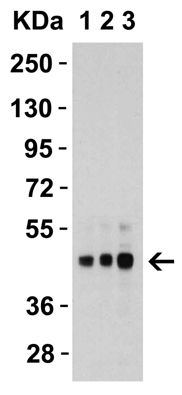 Western blot rabbit anti dr5 polyclonal antibody 9289