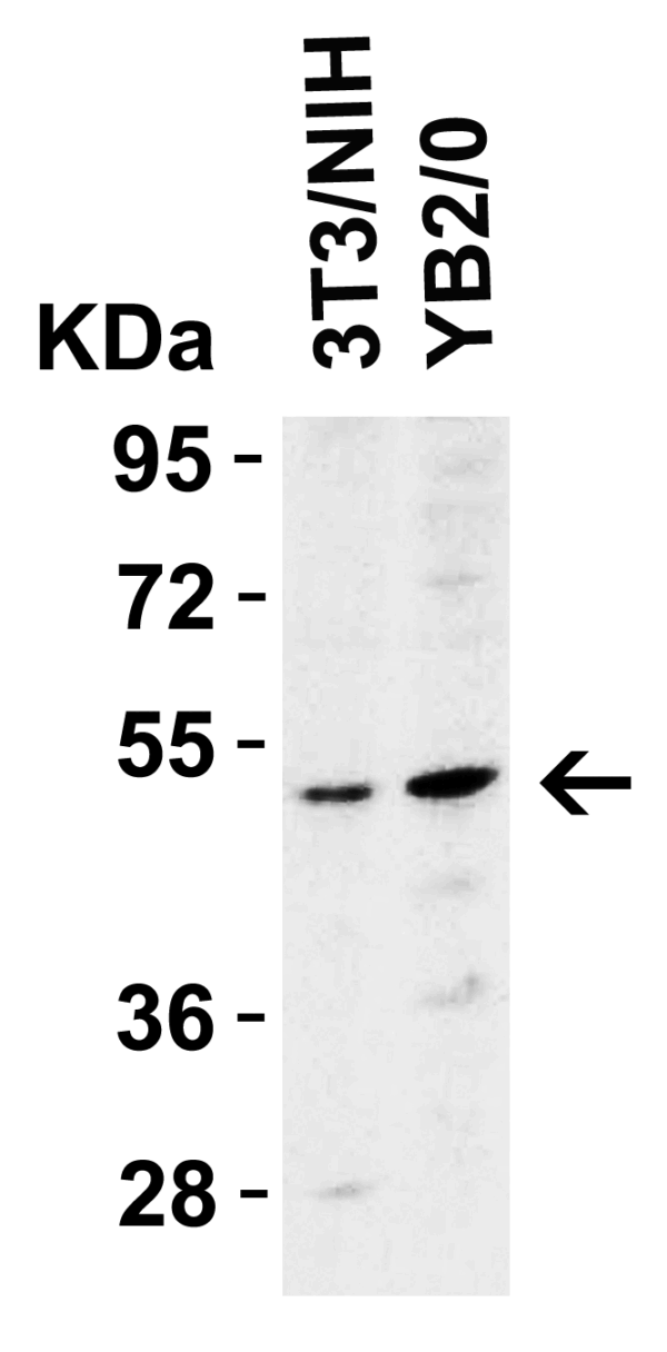 Western blot rabbit anti dr5 polyclonal antibody 9289