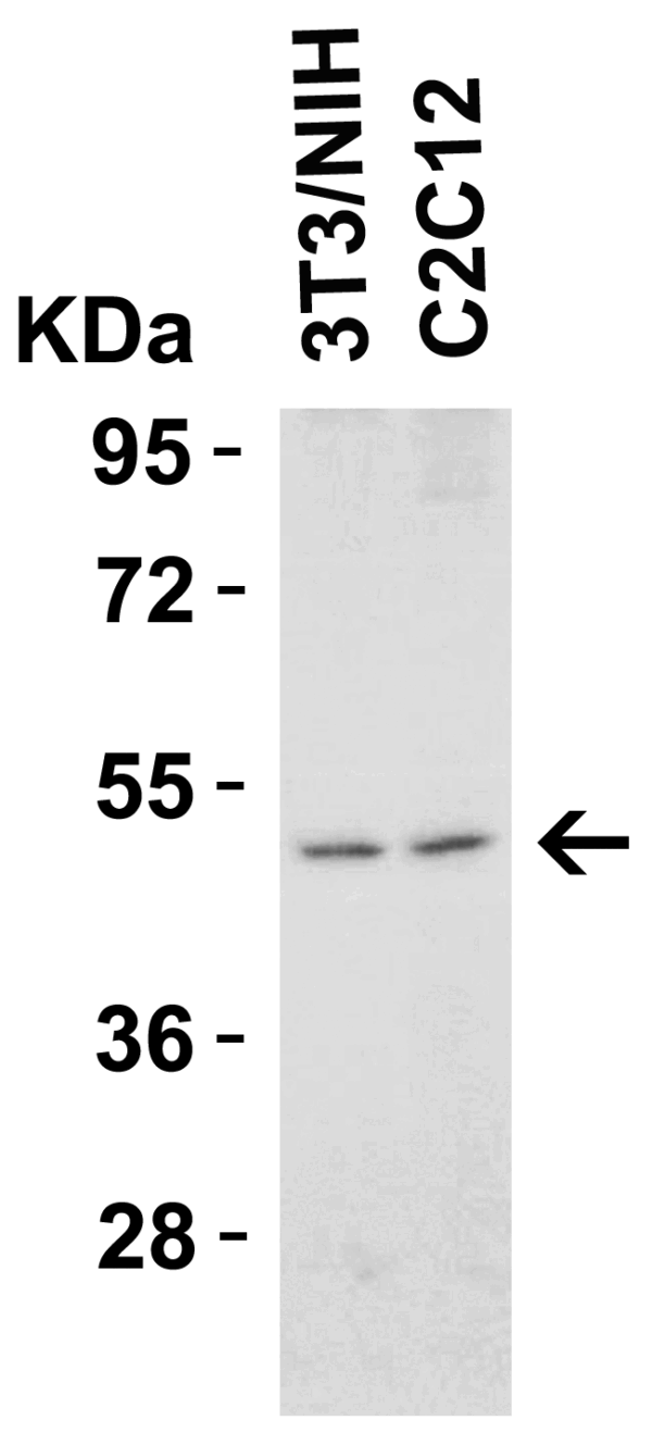 Western blot rabbit anti dr5 polyclonal antibody 9289