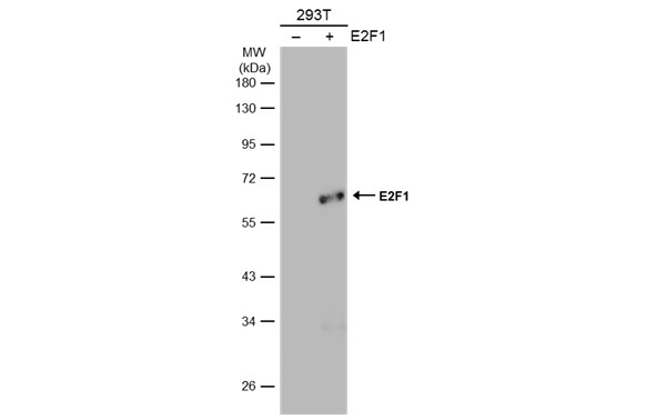 benchmark-antibodies_anti-e2f-1_antibody_3078_2.jpg
