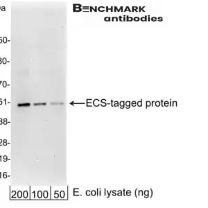 Western blot goat anti ecs polyclonal antibody 8522