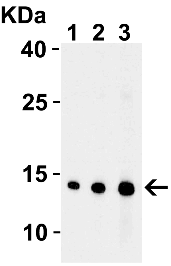 Western blot rabbit anti endog polyclonal antibody 1570