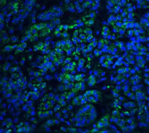 ICC/IF rabbit anti endog polyclonal antibody 1570