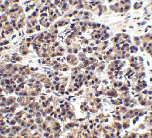 IHC rabbit anti endog polyclonal antibody 1570