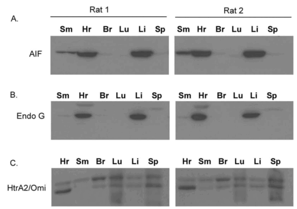 Western blot rabbit anti endog polyclonal antibody 1570