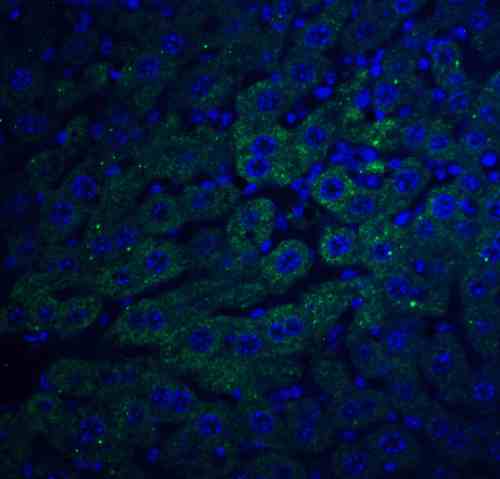 ICC/IF rabbit anti f1a alpha ct polyclonal antibody 8308