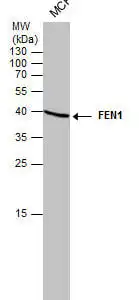 Western blot mouse anti fen 1 monoclonal antibody 4e7 3657