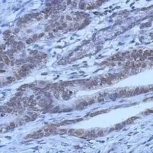 IHC mouse anti fkhr monoclonal antibody 7h3 5610